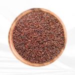 SB 107 காட்டு யானம்