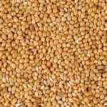 SB 202 - KODO MILLET VARGU