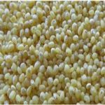 SM 203 PROSO MILLET PANIVARAGU