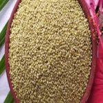 SM 209 BROWNTOP MILLET KURINJI
