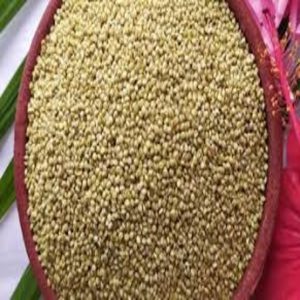 SM 209 BROWNTOP MILLET KURINJI